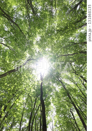 太陽の光が降り注ぐ新緑の森を見上げて 131868135