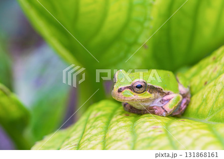 紫陽花の葉の上で座っているアマガエル 131868161