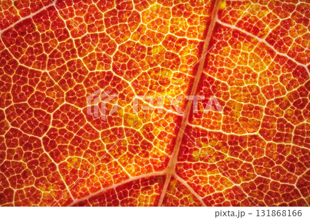 A Stunning and Vibrant Closeup of Autumn Mapple Leaf Veins and Its Unique Texture Details 131868166