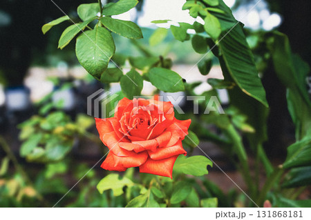 In full bloom bold, quiet, and unapologetically alive In full bloom bold, quiet, and unapologetically alive 131868181