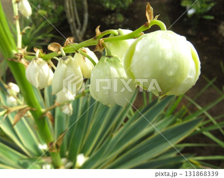 ユッカ グロリオサ バリエガータ 花 ユッカ グロリオサ バリエガータ 花 131868339