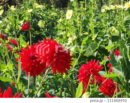 赤いダリアの花 131868450