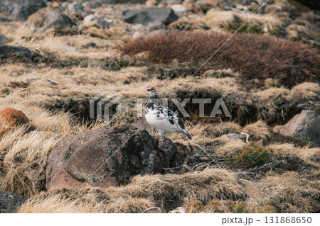 残雪期の立山 131868650