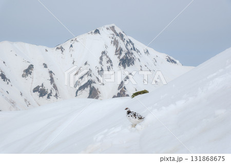 残雪期の立山 131868675