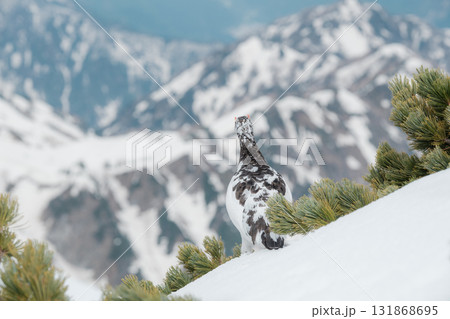 残雪期の立山 131868695