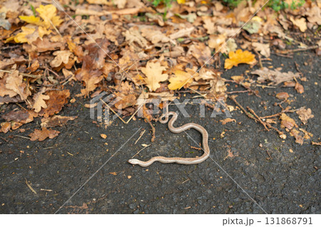 Tiny snake crawling on asphalt road among dry autumn leaves. Wild nature scene in rural area 131868791