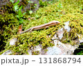 自然の中のトカゲ 131868794