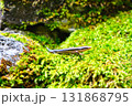 自然の中のトカゲ一匹 131868795