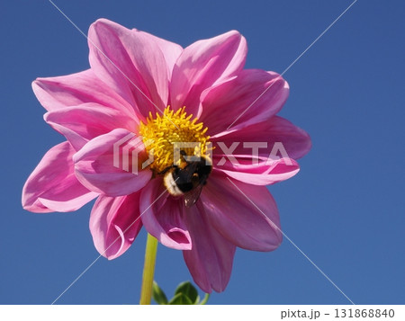 ピンク色のダリアの花とマルハナバチ 131868840
