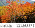 山の麓の赤い紅葉 131868875