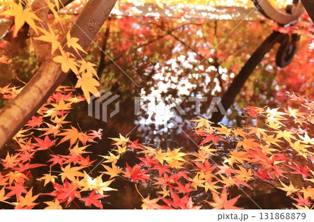 モミジの落ち葉が広がる水場 131868879