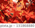 モミジの影が映るモミジの葉 131868880