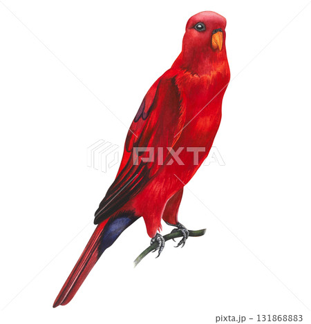Red lory, parrot. Watercolor illustration on a transparent background, hand-drawn for wallpaper and textiles 131868883