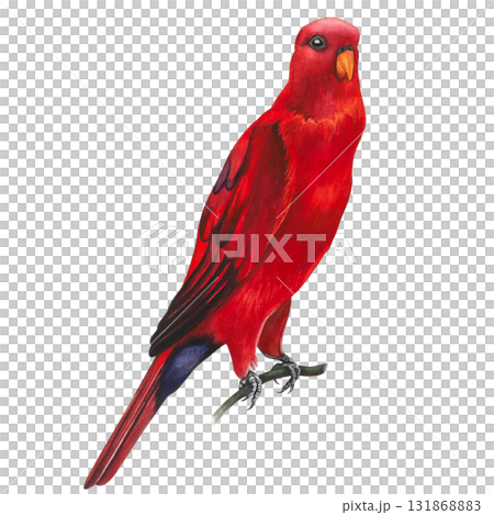 Red lory, parrot. Watercolor illustration on a transparent background, hand-drawn for wallpaper and textiles 131868883