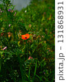春のナガミヒナゲシ 131868931