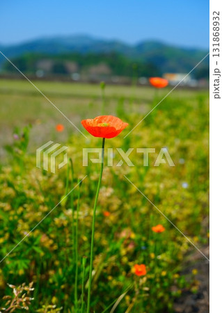 春のナガミヒナゲシ 131868932