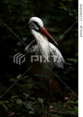 茂みの中のシュバシコウ 茂みの中のシュバシコウ 131868946