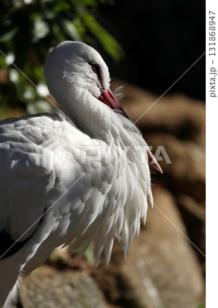 太陽を浴びたシュバシコウの横顔 131868947