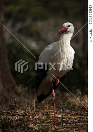 片脚を上げて立つシュバシコウ 片脚を上げて立つシュバシコウ 131868948