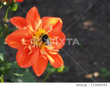 オレンジ色のダリアの花とマルハナバチ 131869103