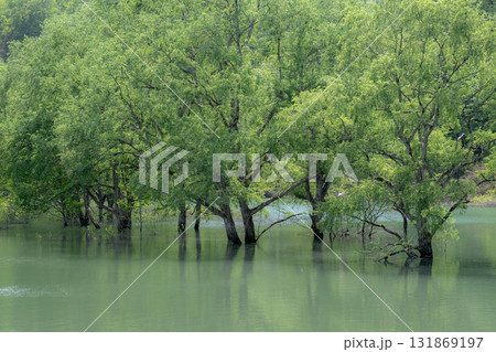 水没林 131869197