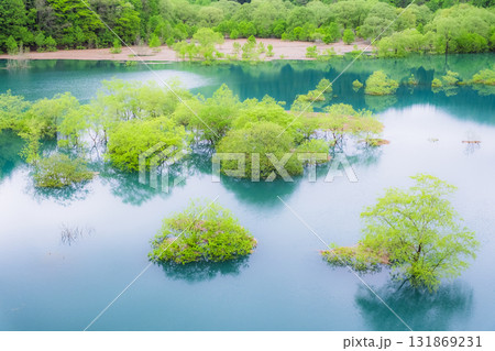 水没林 水没林 131869231