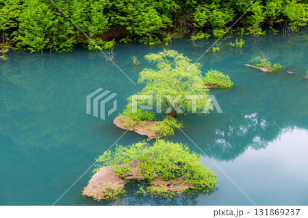 水没林 水没林 131869237
