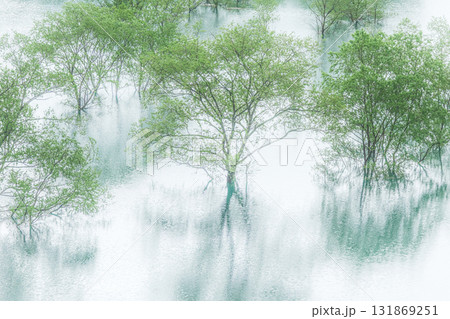 水没林 131869251