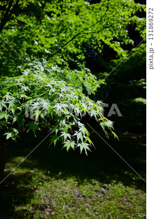 緑が鮮やかな新緑のカエデ 緑が鮮やかな新緑のカエデ 131869272