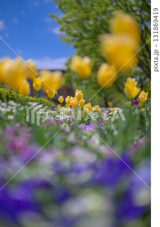 春の花壇 131869419