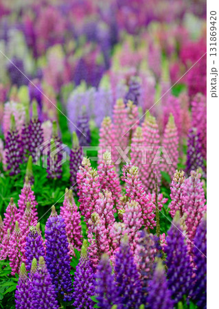 春の花壇 131869420