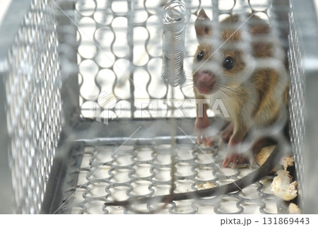 rat trapping and quarantine in iron cage at house rat trapping and quarantine in iron cage at house 131869443