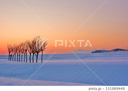 雪原のハサ木朝焼けの夜明け 131869448