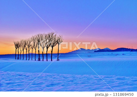 雪原のハサ木朝焼けの夜明け 雪原のハサ木朝焼けの夜明け 131869450