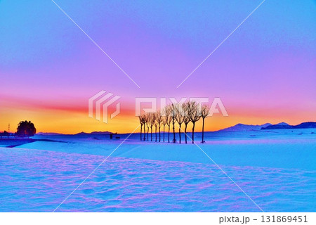 雪原のハサ木朝焼けの夜明け 雪原のハサ木朝焼けの夜明け 131869451