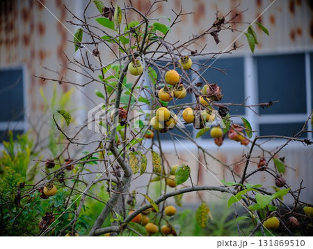 田んぼに成る柿 田んぼに成る柿 131869510