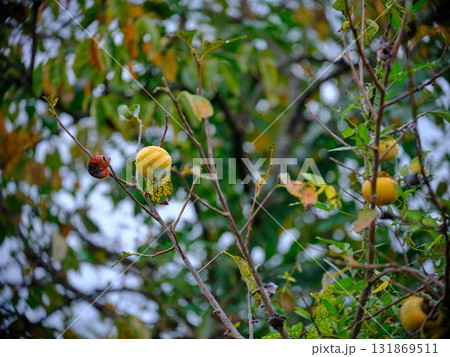 田んぼに成る柿 131869511