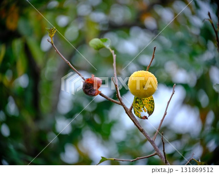 田んぼに成る柿 131869512