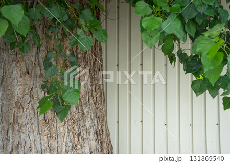 太い木の幹と壁 131869540