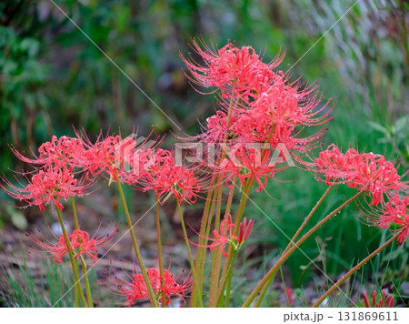 秋の彼岸花 秋の彼岸花 131869611