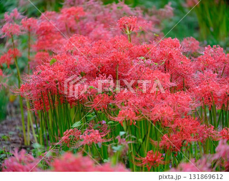 秋の彼岸花 131869612