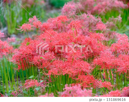 秋の彼岸花 131869616