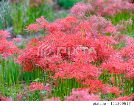 秋の彼岸花 131869617