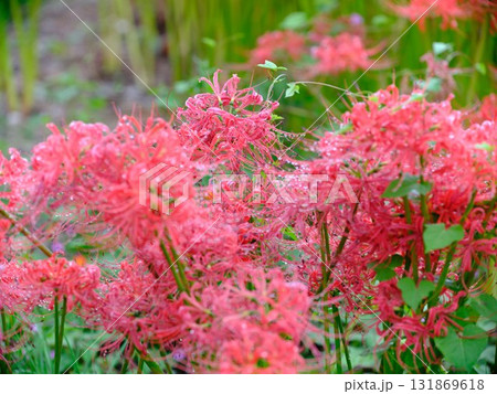 秋の彼岸花 秋の彼岸花 131869618