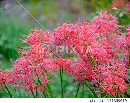 秋の彼岸花 秋の彼岸花 131869619