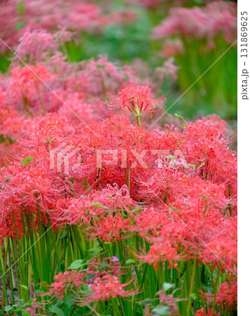 秋の彼岸花 131869625