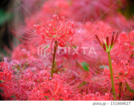秋の彼岸花 秋の彼岸花 131869627