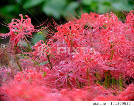 秋の彼岸花 131869630