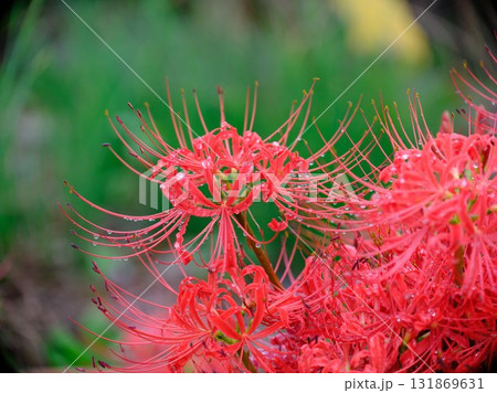 秋の彼岸花 秋の彼岸花 131869631