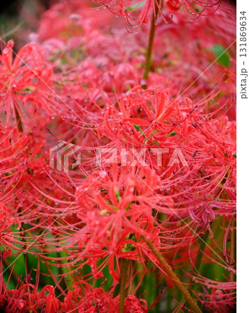 秋の彼岸花 131869634